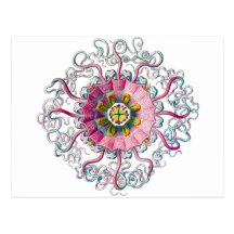 Crown or Helmet Jellyfish Post Card