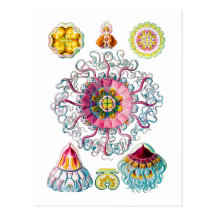 Crown or Helmet Jellyfish Post Card