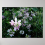 Crown Vetch Photo Posters