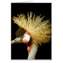 Crowned Crane from Junglewalk.com