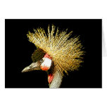 Crowned Crane from Junglewalk.com