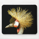Crowned Crane from Junglewalk.com