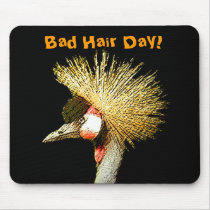 Crowned Crane from Junglewalk.com