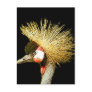 Crowned Crane from Junglewalk.com