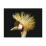 Crowned Crane from Junglewalk.com