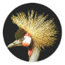 Crowned Crane from Junglewalk.com