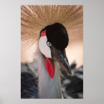 Crowned Crane Poster