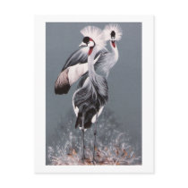 Crowned Cranes Post Card