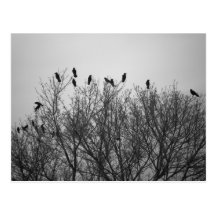 Crows on Tree Top- Postcard