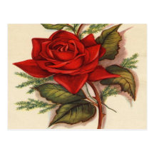 Cru, rose rouge, anniversaire d'épouse carte postale