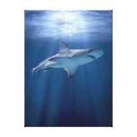 Cruising Shark Canvas Prints