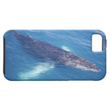 Cruising Whale iPhone 5 Cover