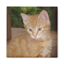 Crunchies Magnet