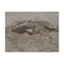 Crushed Dolphin Sandcastle Postcard