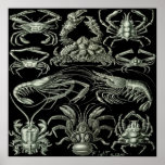 Crustaceans Poster