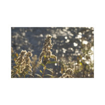Crystal River canvas prints