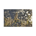 Crystal River Canvas Prints
