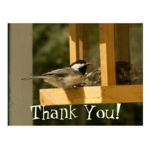 CSNA Chickadee Snacktime Postcard