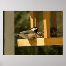 CSNA Chickadee Snacktime Poster