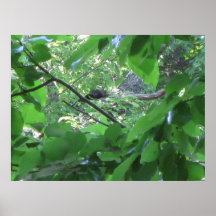 Cub Napping Posters