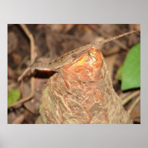 Cuban Anole on Cypress Knee Poster