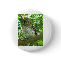 Cuban Pygmy-owl Pinback Buttons