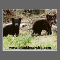 cubs, www.blackbearsite.com postcards