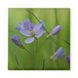 Cuckoo Flower Refrigerator Magnet