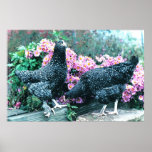 Cuckoo Marans Hens