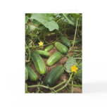 Cucumber Patch Greeting Cards
