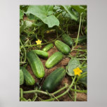 Cucumber Patch Poster