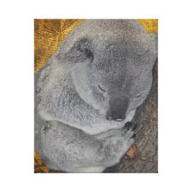 Cuddle Koala Napping Canvas Print