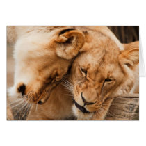 Cuddling Lions cards