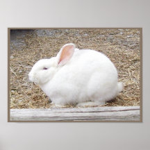 Cuddly White Bunny Print