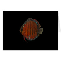 Cuipeua discus card