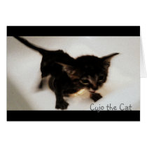 Cujo the Cat Gets a Bath