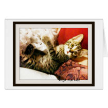 Cujo the Cat is Cute