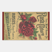 Culture rose des roses 1887 vintages d'héritage d'