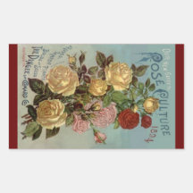 Culture rose des roses 1894 vintages d'héritage d'