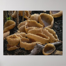 Cup fungus colony posters