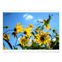 Cup Plants Photograph