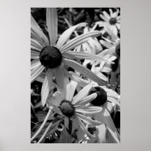 Curieux Posters