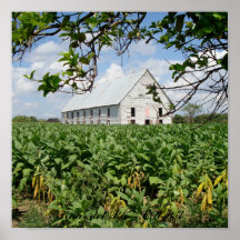 Curing Barn - Cuba Poster