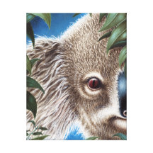 Curios Koala Wrapped Canvas Canvas Print