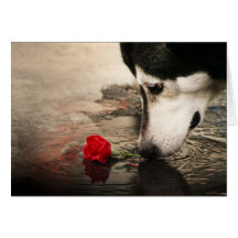 Curiosity Card-All Occasion