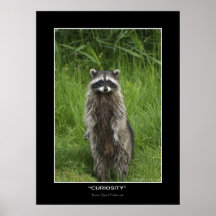 "CURIOSITY" Coon Photo Posters