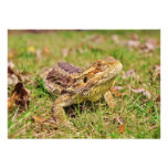 Curious Bearded Dragon 2 Announcements