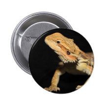 Curious Bearded Dragon 3 Pin