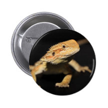 Curious Bearded Dragon Pins