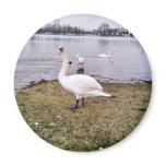 Curious Bird White Swan Magnets